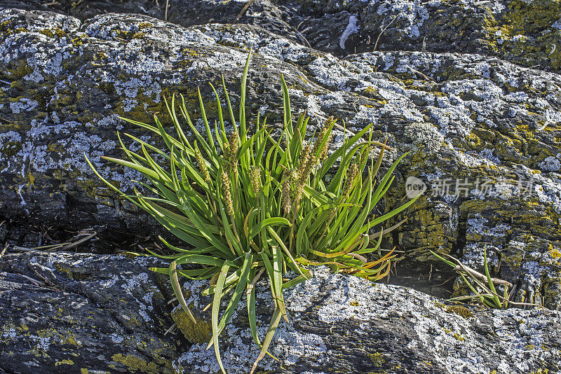 车前草(Plantago maritima)，又名海车前草(sea plantain)、海滨车前草(seaside plantain)或鹅舌(goose tongue)，是车前草科的一种开花植物。生长在阿拉斯加汤加斯国家森林的范肖角。